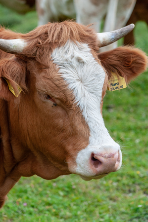 Close-up of a Red-White Swiss Cows grazing in the Italian Alps on a moutain slope it the Sud Tirol region.の写真素材