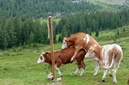 A group of Red-White Swiss Cows engaged in Mating behavior the Italian Dolomites, near Giau Pass, on a summer afternoon.の写真素材