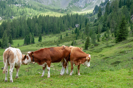 A group of Swiss Cows, grazing in a Meadow in the Itialian Alps, in the Dolomites, on a summer afternoon.の写真素材