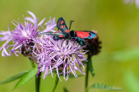 A Six-spot Burnet moth -Zygaena filipendulae- sitting on Knapweed -Centaurea genus- flower, in the Italian Dolomitesの写真素材