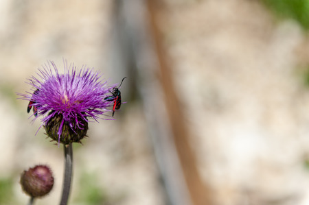 A Six-spot Burnet moth -Zygaena filipendulae- sitting on Knapweed -Centaurea genus- flower, in the Italian Dolomitesの写真素材