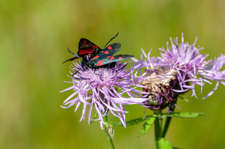 A Six-spot Burnet moth -Zygaena filipendulae- sitting on Knapweed -Centaurea genus- flower, in the Italian Dolomitesの写真素材