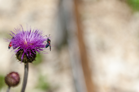 A Six-spot Burnet moth -Zygaena filipendulae- sitting on Knapweed -Centaurea genus- flower, in the Italian Dolomitesの写真素材