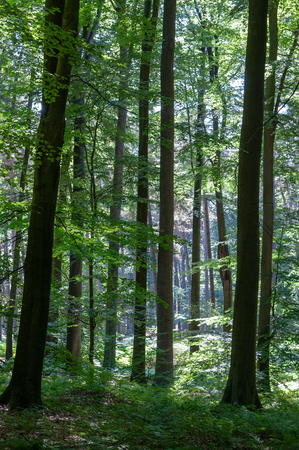 Impression of the Sonian Forest on a Sunny Afternoon in summerの写真素材