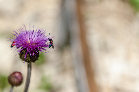 A Six-spot Burnet moth -Zygaena filipendulae- sitting on Knapweed -Centaurea genus- flower, in the Italian Dolomitesの写真素材
