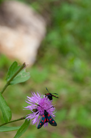 A Six-spot Burnet moth -Zygaena filipendulae- sitting on Knapweed -Centaurea genus- flower, in the Italian Dolomitesの写真素材