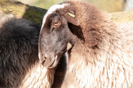 A herd of Haether Sheep grazing at the Drenthse AA area, near the Town of Zeegse, at the moorlands, in the North of the Netherlands. Image from a fall afternoon in 2018.の写真素材