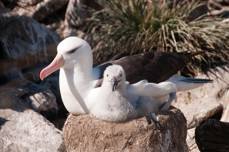 Two Black-Browed albatrosses, at Westpoint Island on the Falklands.の写真素材