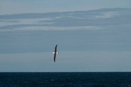 Our first Albatross Sighting in the South Atlantic Oceanの写真素材