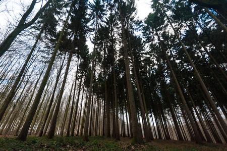 Impression of the trees of the Hallerbos on a mid-winter afternoon.の写真素材