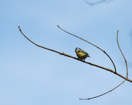 Close-up of a eurasian Blue tit on a tree branch in the Bourgoyen Nature reserve in East-Flanders.の写真素材