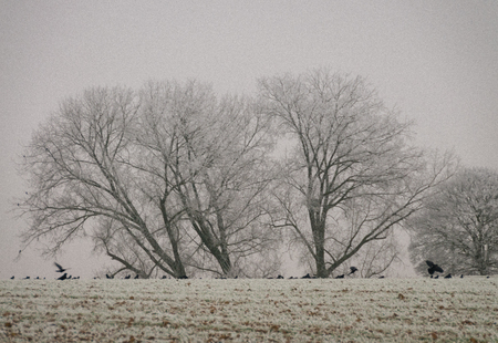 Impression of a Snowed-in Landscape in east-flanders, on new years day. Telephoto of a group of snowed-in trees.の写真素材