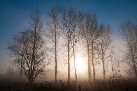 The rising sun peaking throught the trees on an early morning in showing a mist covered landscape. East Flanders, Belgium in Winterの写真素材