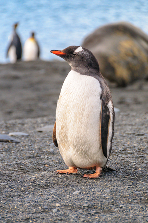 A Gentoo Penguin - Pygoscelis papua - Walking down the beach on Gold Harbour, South Georgia Islandの写真素材