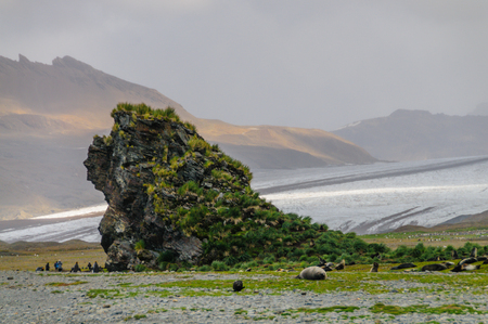 A group of Fur Seals - Callorhinus ursinus - Resting at the base of a giant rock in Fortuna Bay, South Georgia Island.の写真素材
