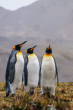 Three King Penguins - Aptenodytes patagonicus - Standing Next to each other, while engaging in a mating ritual. Fortunat Bay,  South Georgia Island.の写真素材