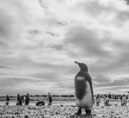 Black and white, low angle, shot of a young King Penguin - Aptenodytes patagonicus - Chick, on the Beach of Salisbury Plains, South Georgia Island near Antarctica.の写真素材