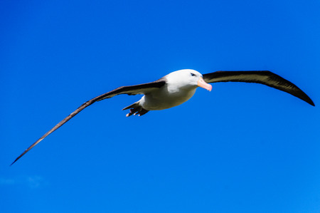 Close-up of a Black-Browed Albatross in Flight. West-Point Island, the Falklands.の写真素材