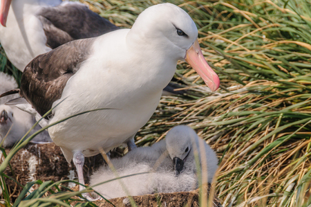 A black-browed Albatross - Thalassarche melanophris - sitting on its nest at West Point Island, the Falklands.の写真素材