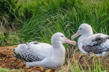 A Giant Wandering Albatross - Diomedea exulans - couple on their nest on Prion Island, South Georgia. These giant sea birds oftentimes form dedicated couples.の写真素材