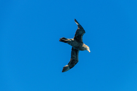 A Southern Giant Petrel - Macronectes giganteus - Circling over the Southern Atlantic Ocean, ...