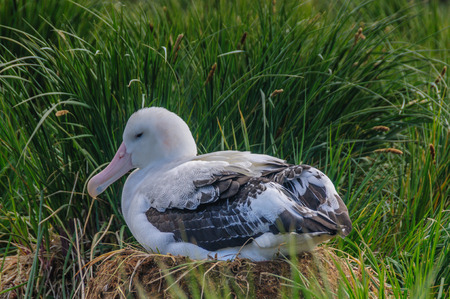A Giant Wandering Albatross - Diomedea exulans - couple on their nest on Prion Island, South Georgia. These giant sea birds oftentimes form dedicated couples.の写真素材