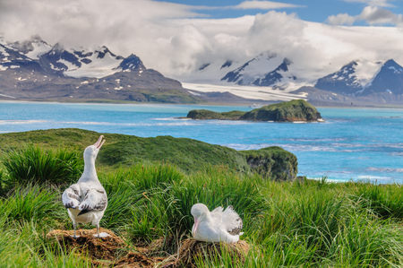 A Giant Wandering Albatross - Diomedea exulans - couple on their nest on Prion Island, South Georgia. These giant sea birds oftentimes form dedicated couples.の写真素材