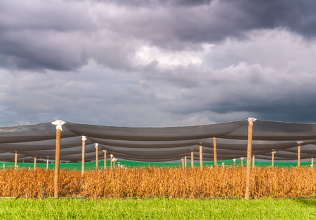 A threatening sky forms the background of a group of nets, protecting fresh produce in the Flemish...