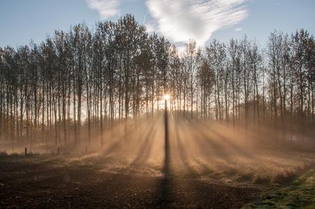 Rays of Sunlight Falling through a line of trees in East-Flandersの写真素材