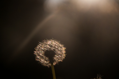 An impression of a backlit dendelion against a dark background.の写真素材