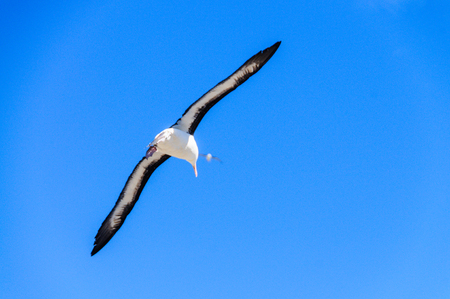 Close-up of a Black-Browed Albatross in Flight. West-Point Island, the Falklands.の写真素材