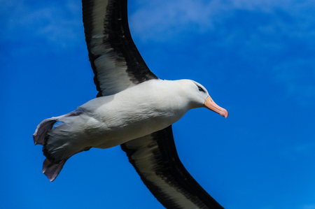 Close-up of a Black-Browed Albatross in Flight. West-Point Island, the Falklands.の写真素材