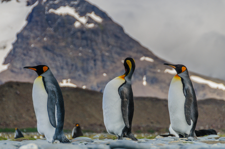 Three King Penguins - Aptenodytes patagonicus -  walking in a line on the Salisbury plains of South Georgia Island.の写真素材