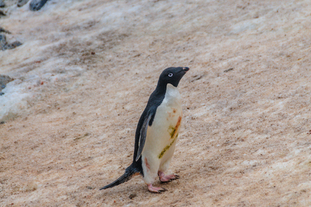 Adelie Penguins - Pygoscelis adeliae - On Paulet Island, near the Antarctic Peninsula.の写真素材