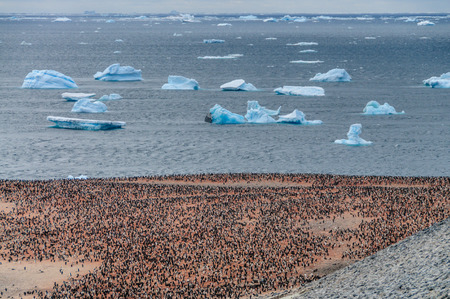 Adelie Penguins - Pygoscelis adeliae - On Paulet Island, near the Antarctic Peninsula.の写真素材
