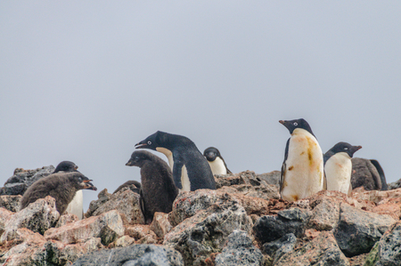Adelie Penguins - Pygoscelis adeliae - On Paulet Island, near the Antarctic Peninsula.の写真素材