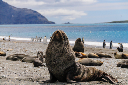 Fur Seals on Salisbury Plains, South Georgiaの写真素材