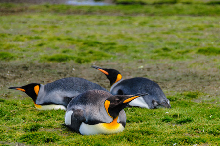 King Penguins on Salisbury plainsの写真素材