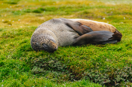 Fur Seals on Salisbury Plains, South Georgiaの写真素材