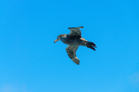 Southern Giant Petrelの写真素材