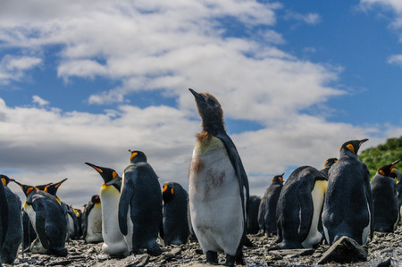 King Penguins on Salisbury plainsの写真素材