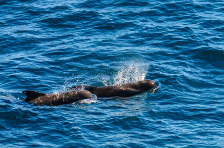Long-Finned Pilot Whales in the Southern Atlantic Oceanの写真素材