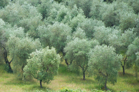 Landscapes of Tuscany, Italy.の写真素材
