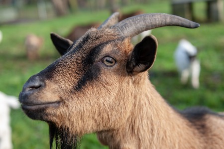 Close-up of a Goat headの写真素材