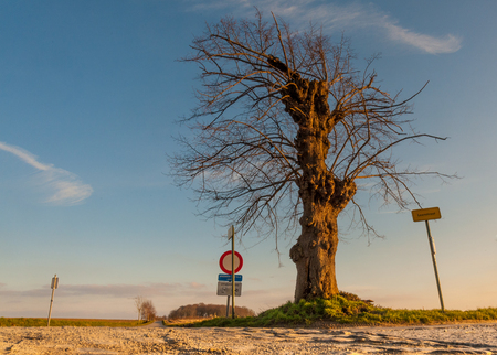 Low perspective shot of a treeの写真素材
