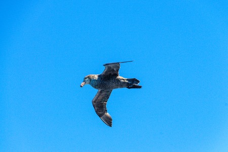 A Giant Southern Petrel in Flightの写真素材