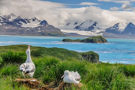 Wandering Albatross Couple on its Nestの写真素材