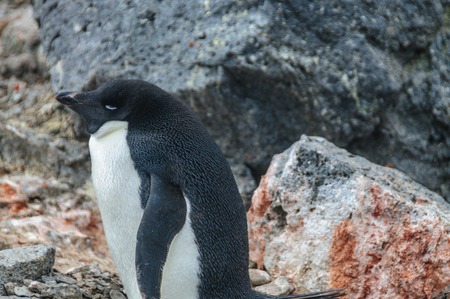 Adelie Penguins on Paulet Islandの写真素材
