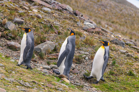 Three King Penguins at Fortuna Bayの写真素材