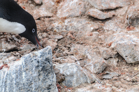 Adelie Penguins on Paulet Islandの写真素材